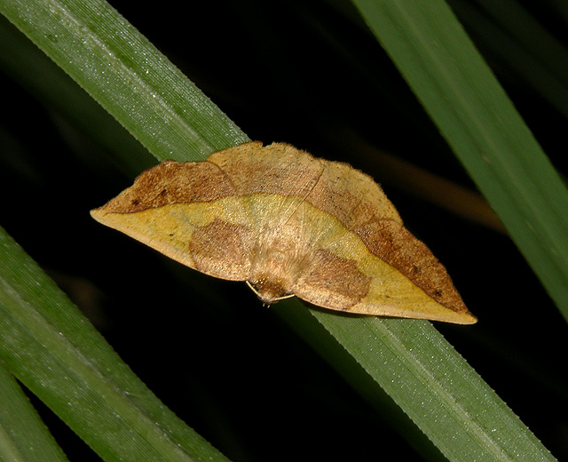 Dark-edged Eusarca Moth (6933)