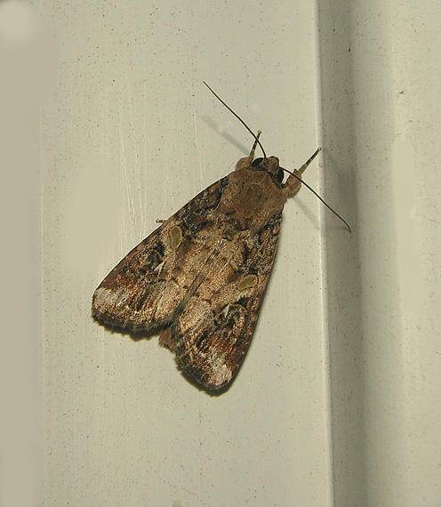 Tacoma Cutworm Moth (10303)