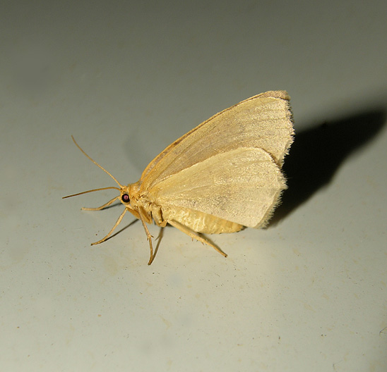 Maple Spanworm Moth (6797)