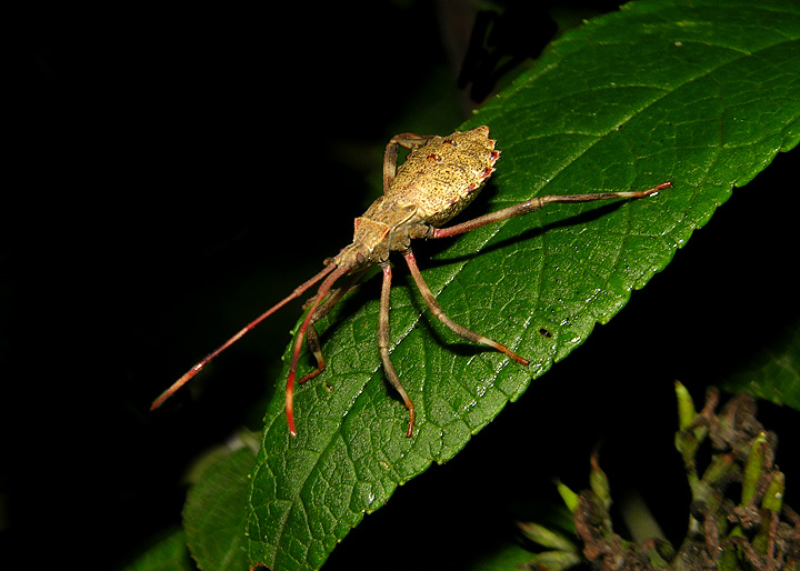 Acanthocephala sp. Nymph