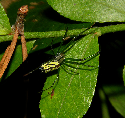 Venusta Orchard Spider