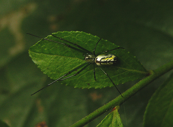 Venusta Orchard Spider