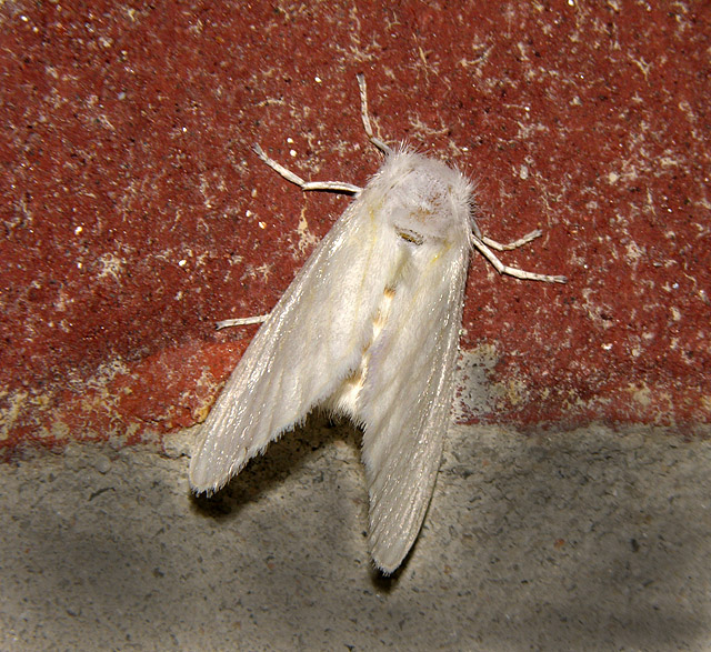 White Flannel Moth (4650)