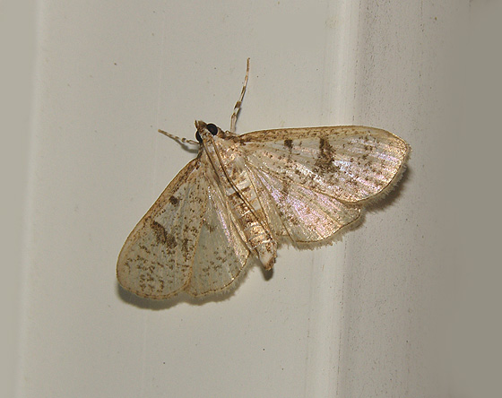 Inkblot Palpita Moth (5223)