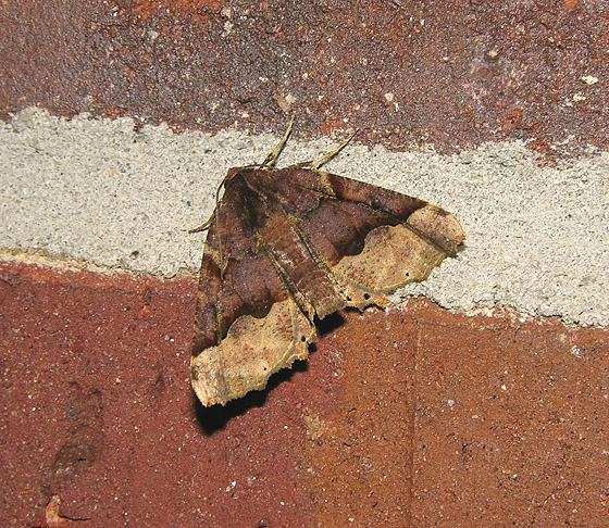 Hubners Pero Moth (6754)