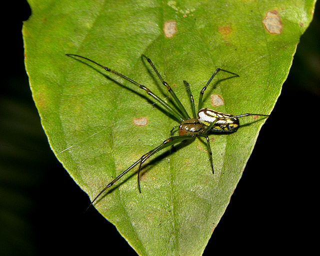 Venusta Orchard Spider