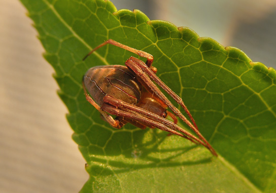 Acacesia hamata