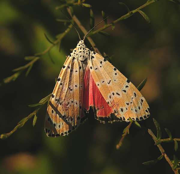 Ornate Bella Moth (8105)
