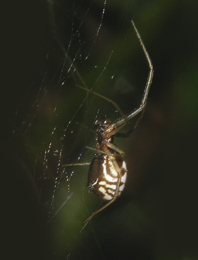 Sheet-weaver Spider