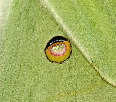Luna Moth Inferior Eye