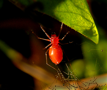 Sheetweb and Dwarf Spiders (Family Linyphiidae)