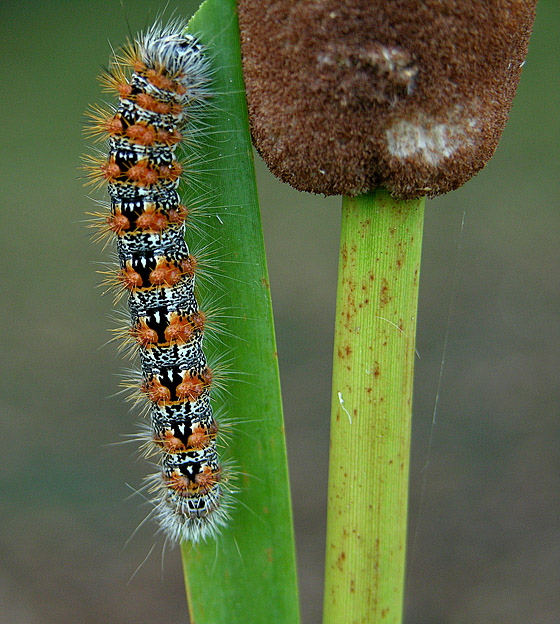 Cattail Caterpillar Moth (9280)
