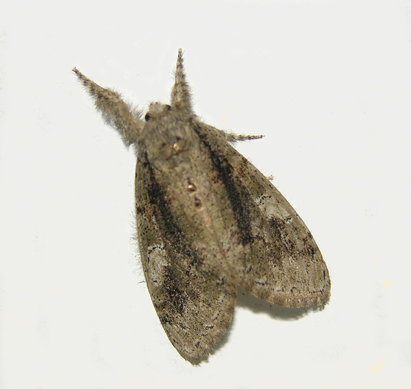 Tephra Tussock Moth (8292)