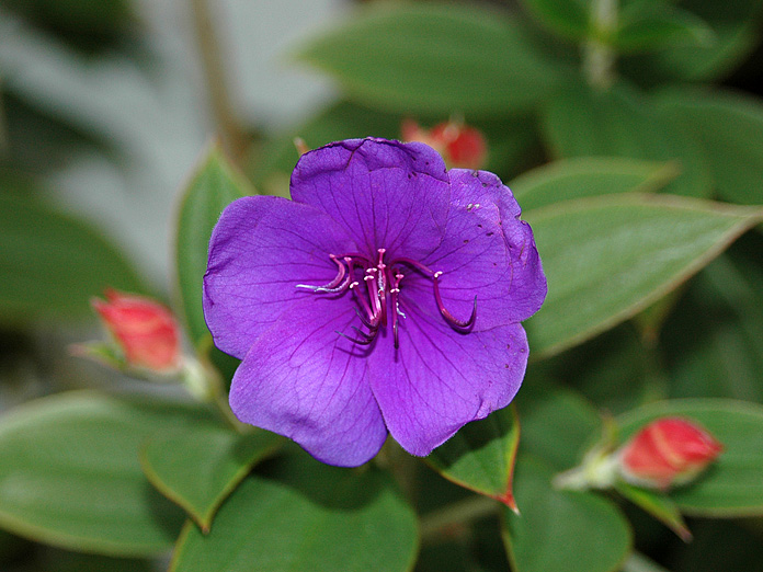 Princess Flower