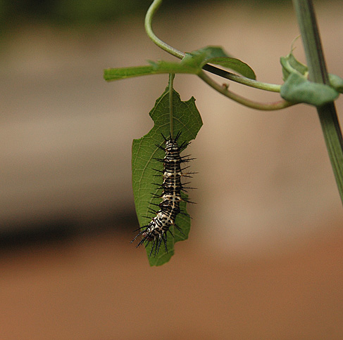 Unidentified Caterpillar