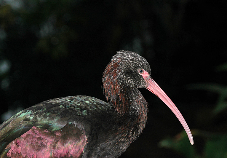 Puna Ibis (Captive)