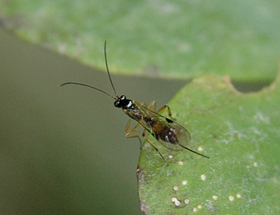 Pimpla sp.