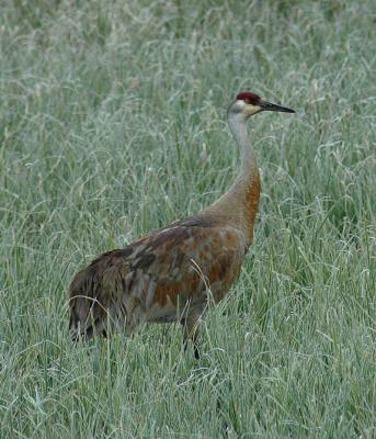 Greater Sandhill Crane