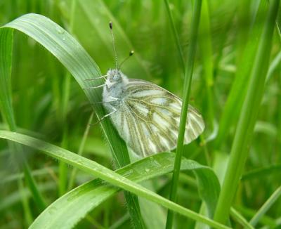 Western White
