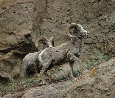 Bighorn Sheep