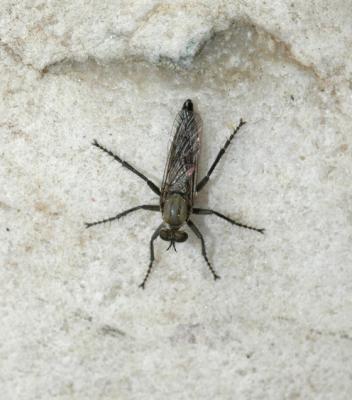 v3/52/363052/3/45049089.RobberFlyProctacanthussppOutstanding.jpg