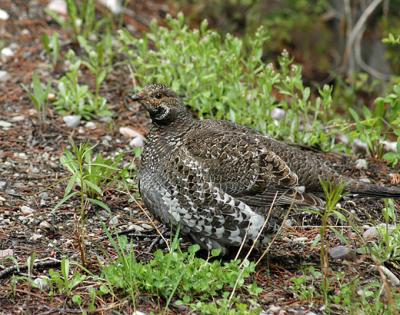 Dusky Grouse