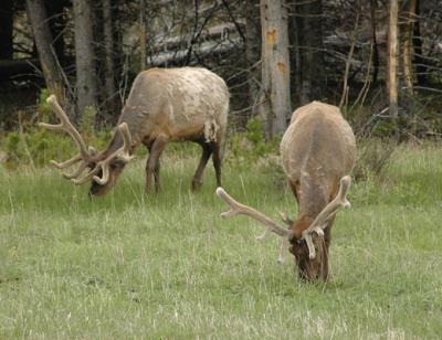 Elk