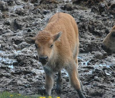 American Bison Calf