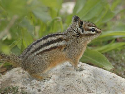 v3/52/363052/3/45094712.LeastChipmunkTamiasminimusExcellent.jpg