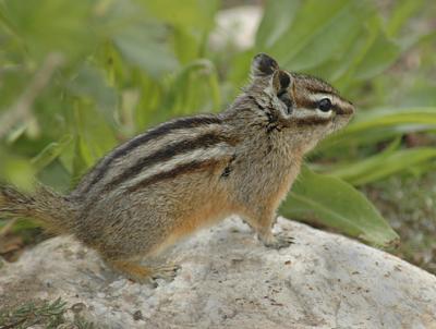 Least Chipmunk