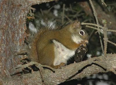 American Red Squirrel