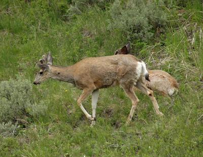 Mule Deer