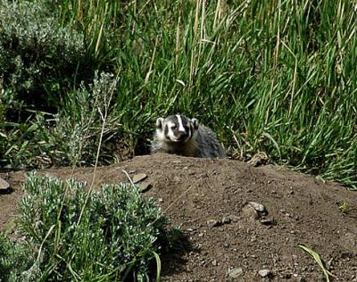 American Badger