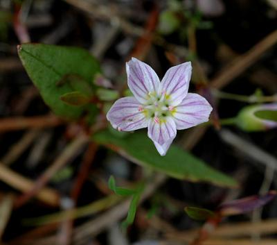 Western Spring Beauty