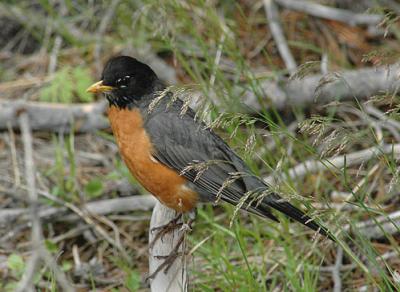 v3/52/363052/3/45097359.AmericanRobinTurdusmigratoriusOutstandingverybest.jpg