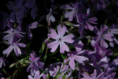 Creeping Phlox