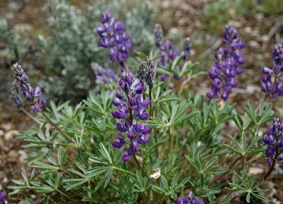 Lupine, Silvery