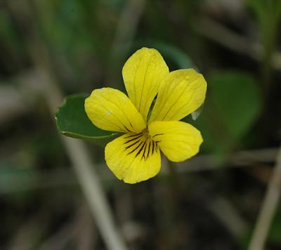 Yellow Prairie Violet