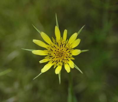 Yellow Salsify