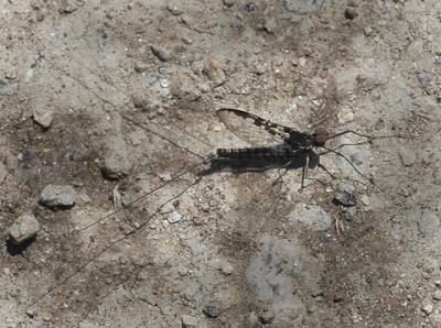 v3/52/363052/3/45101053.WesternGreenDrakeDrunellagrandisMayfly.jpg