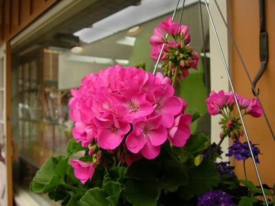 Jackson Wyoming Street Geranium