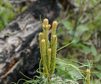 New Pine Growth Emerging after Forest Fires