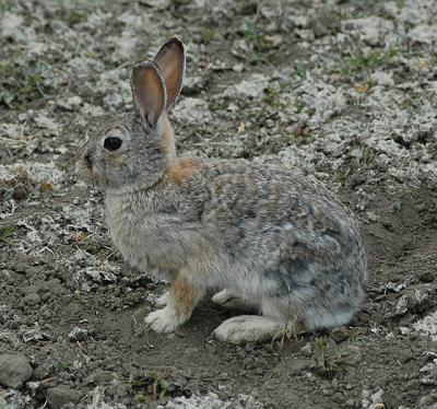 Mountain Cottontail (Nuttall's Cottontail)
