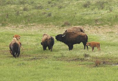 Where Buffalo Roam