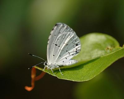 Summer Azure