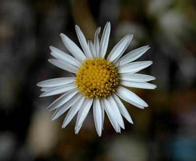 White Mule's Ears