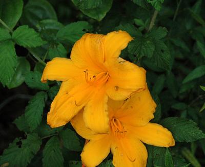 Lily, Wild Yellow