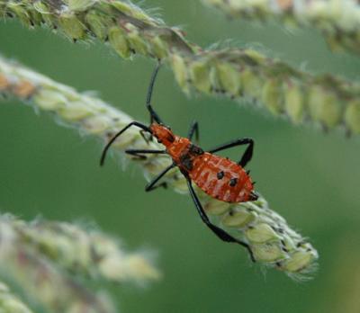 Leaf-footed Bug Nymph (Leptoglossus)