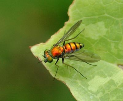 Long-legged Fly