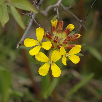 Western Wallflower